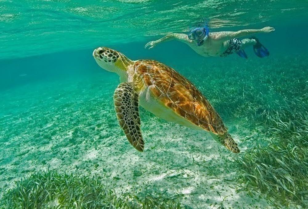 A snorkeler on a guided excursion swimming above a green sea turtle in turquoise water